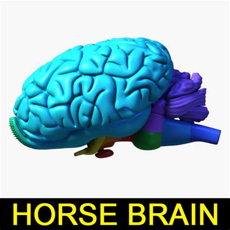 3d horse brain model