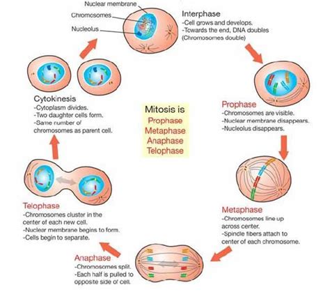 standard 1.2.2 Mitosis - My Site