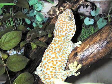 Tokay Gecko Facts and Pictures | Reptile Fact