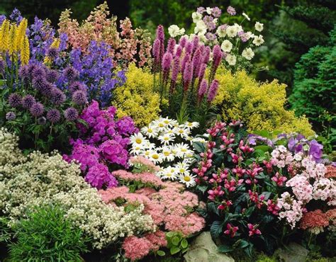 All Winter Hardy | 1 Gallon Perennials | The Flower Spot