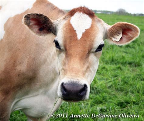 Long Island Images: Jersey Cows on Sound Avenue