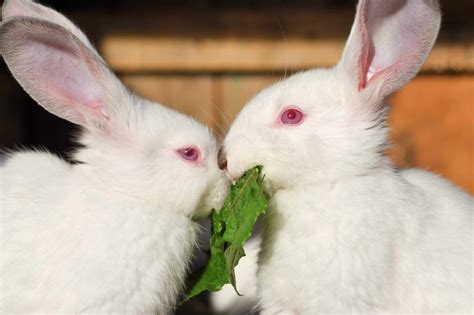 Why Some Rabbits Have Red Eyes? - SimplyRabbits - Rabbit care