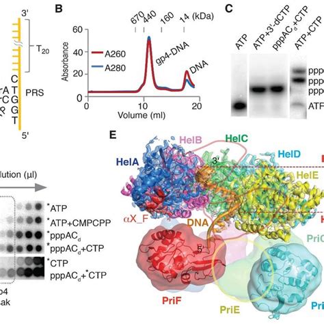 (PDF) Structures and operating principles of the replisome