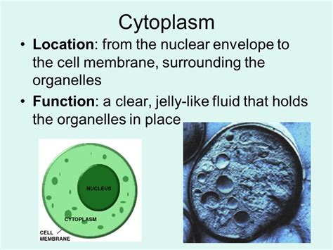 Function of Cytoplasm | Composition of Cytoplasm