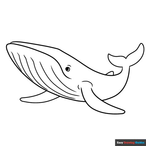 Blue Whale Coloring Page | Easy Drawing Guides