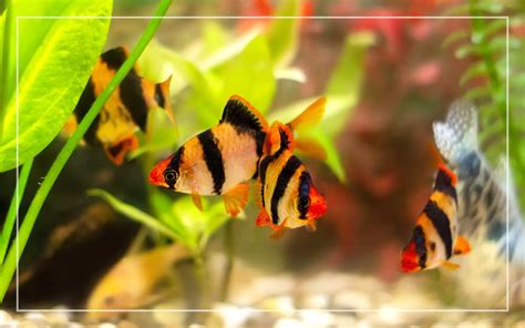 20+ Different Types of Barb Fish (With Pictures) - You Should Know About