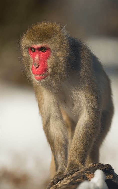 Japanese Macaque | Lincoln Park Zoo