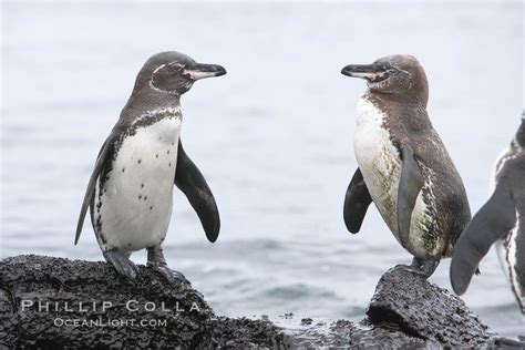 Galapagos penguins, Spheniscus mendiculus, Bartolome Island, Galapagos ...