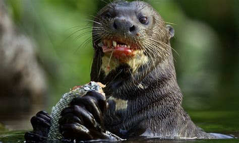 WildPhotos exhibition: Otter eating fish forms part of amazing gallery ...