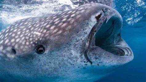 Esperanza de reactivar Holbox: Tiburón ballena - Quintana Roo Hoy