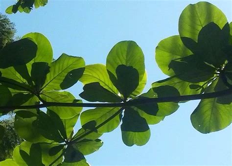 Almond tree leaves Photograph by Fabio Tedeschi - Fine Art America