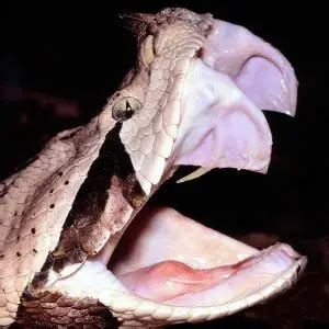 Gaboon Viper - Facts, Diet, Habitat & Pictures on Animalia.bio