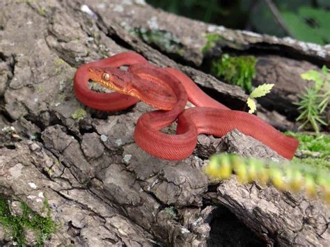 Amazon Tree Boa Care: Size, Temperament, Habitat Setup...