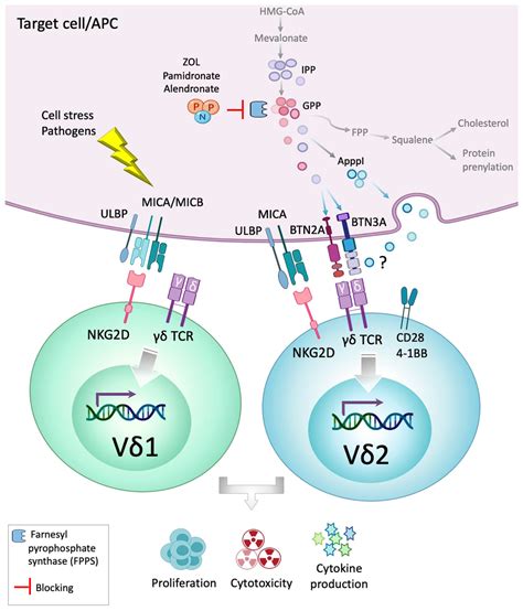 Alpha Beta T Cells Vs Gamma Delta T Cells