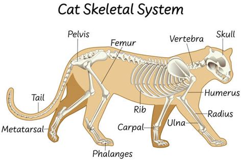 Feline Anatomy Chart Poster Laminated | rphb.se