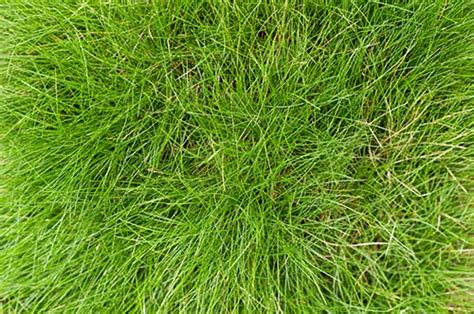 How to Care for Fescue Grass