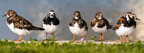 Ruddy Turnstone - American Bird Conservancy