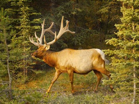 Deer Stag Buck stock image. Image of rutting, color - 188054461