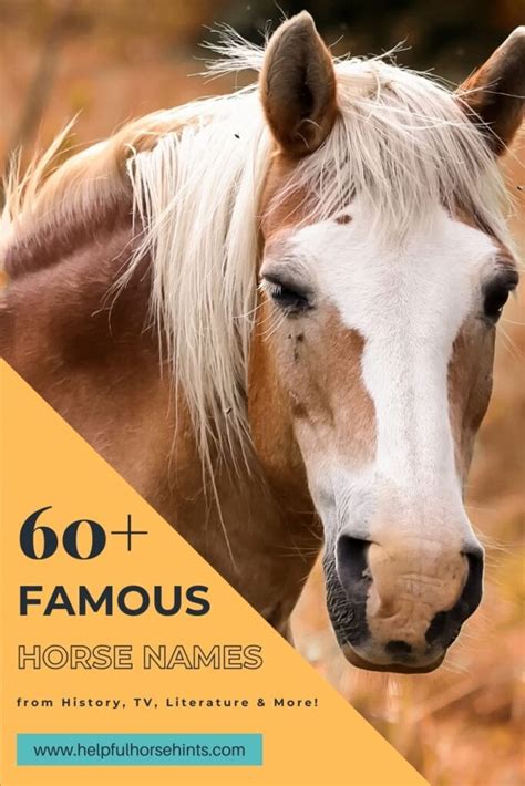 60+ Famous Horse Names from History, TV, Literature & More! - Helpful ...