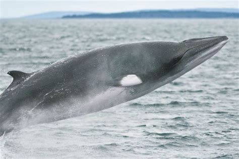 Minke Whale Facts, Habitat, Diet, Life Cycle, Baby, Pictures