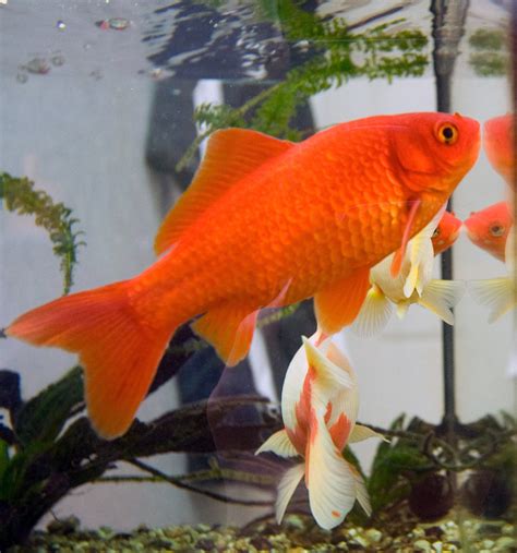 Goldfish Care - Types | Pictures | Diseases and Treatment: Common goldfish