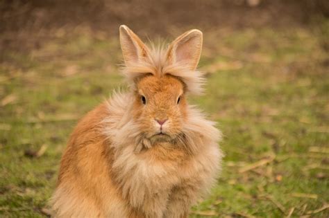 15 of the Best Pet Rabbit Breeds - PetHelpful