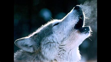 Wolves Howling Wallpaper (68+ images)