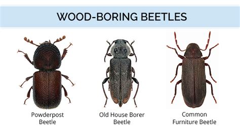 What Do Wood-Boring Beetles Look Like | Wood Bug Identification Guide