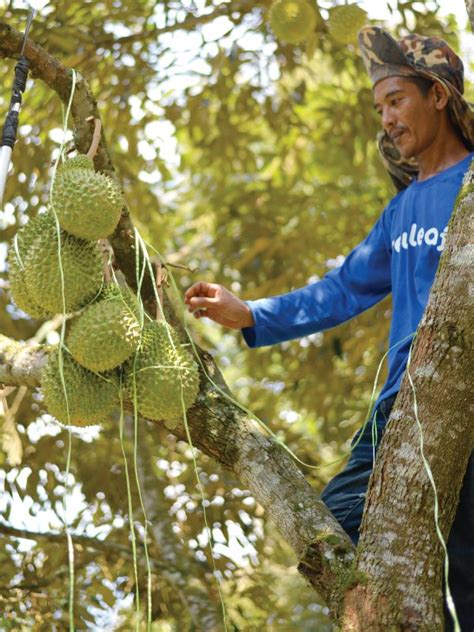 Malaysia Durian Plantation & Farming Musang King Newleaf Malaysia