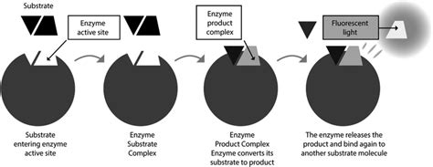 3 Schematic overview of the enzymatic reaction. | Download Scientific ...