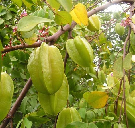 Star Fruit Plant | ubicaciondepersonas.cdmx.gob.mx