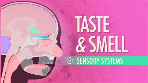 A&P 16: Taste & Smell | CrashCourse - Accredicity (A+)