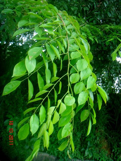 Pterocarpus indicus Willd. | Ijok, Selangor, Malaysia. Ptero… | Flickr