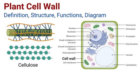 Plant Cell Wall: Structure, Functions, Diagram