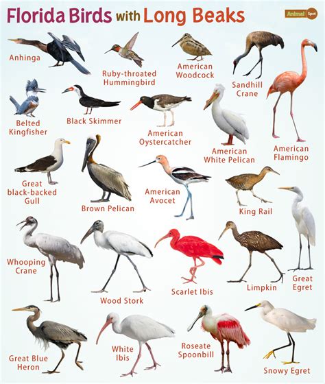 Florida Birds with Long Beaks – Facts, List, Pictures