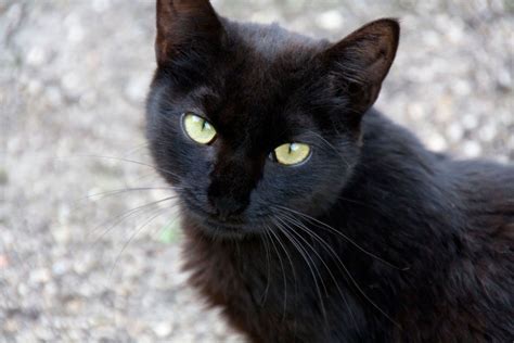 5 razones para adoptar un gato negro