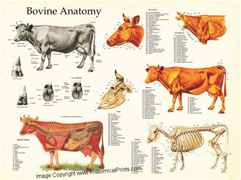 Livestock Anatomy And Physiology - Livestock Cattle