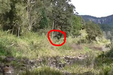 Bigfoot Evidence: Aussie Researcher Claims To Have Photo Of A Black Yowie