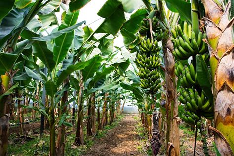 How To Grow A Banana Tree - Minneopa Orchards