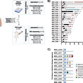 Generation of PDX models and patient treatment histories. A Graphical ...