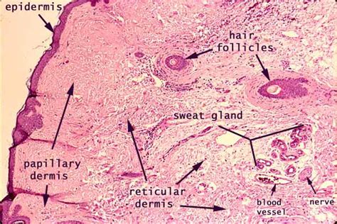 Histology at SIU