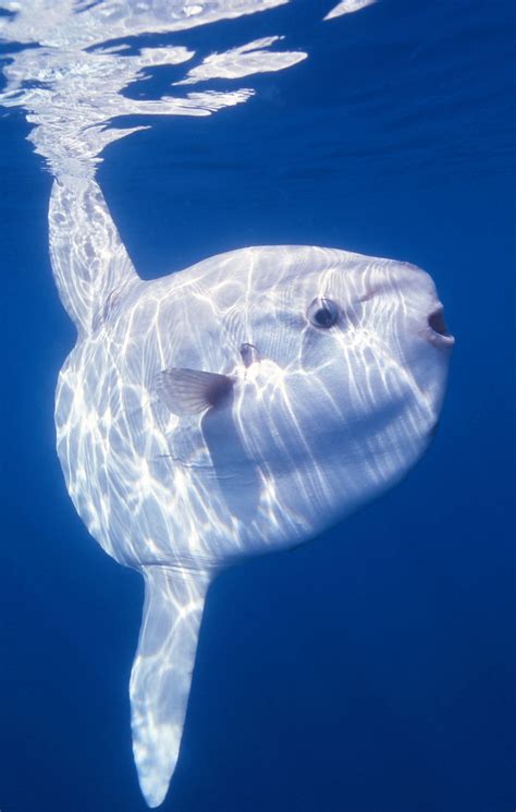 Sunfish