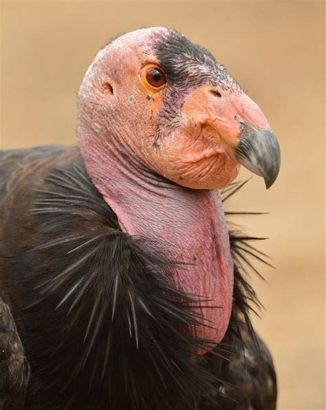 California Condor - Endangered Bird Species