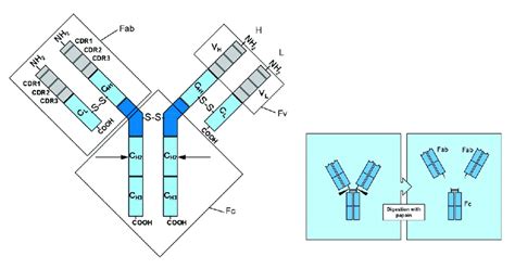 Structure of monoclonal antibody. | Download Scientific Diagram