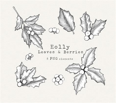 Holly Line Drawing