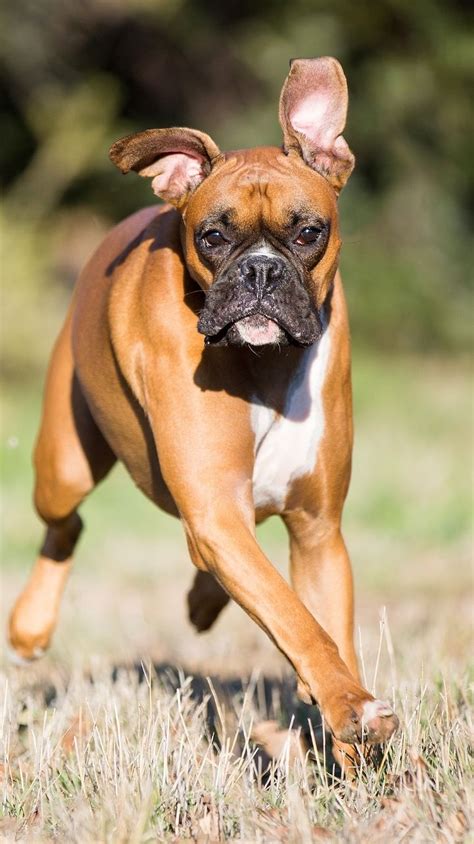 Boxer: Temperament, Training, Grooming, Nutrition | Petplan