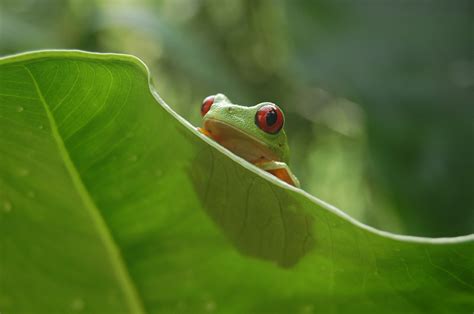 red-eyed tree frog | Amphibian Rescue and Conservation Project