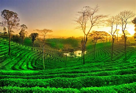 Assam Tea Garden, Assam Tea Valley