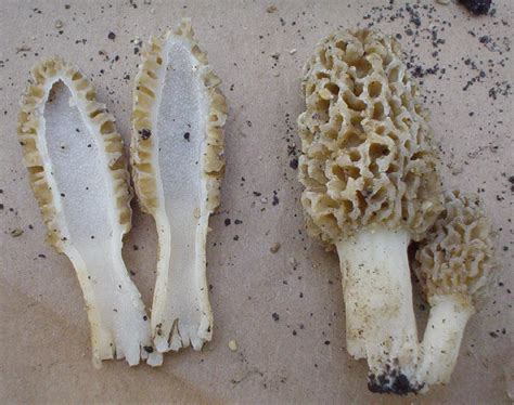 False Morels - The Great Morel