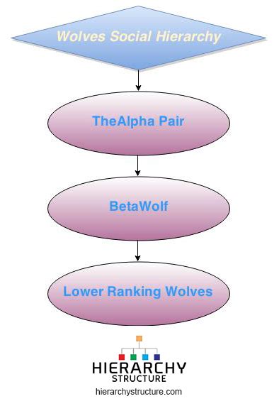 Wolves Social Hierarchy | Wolves Social Structure